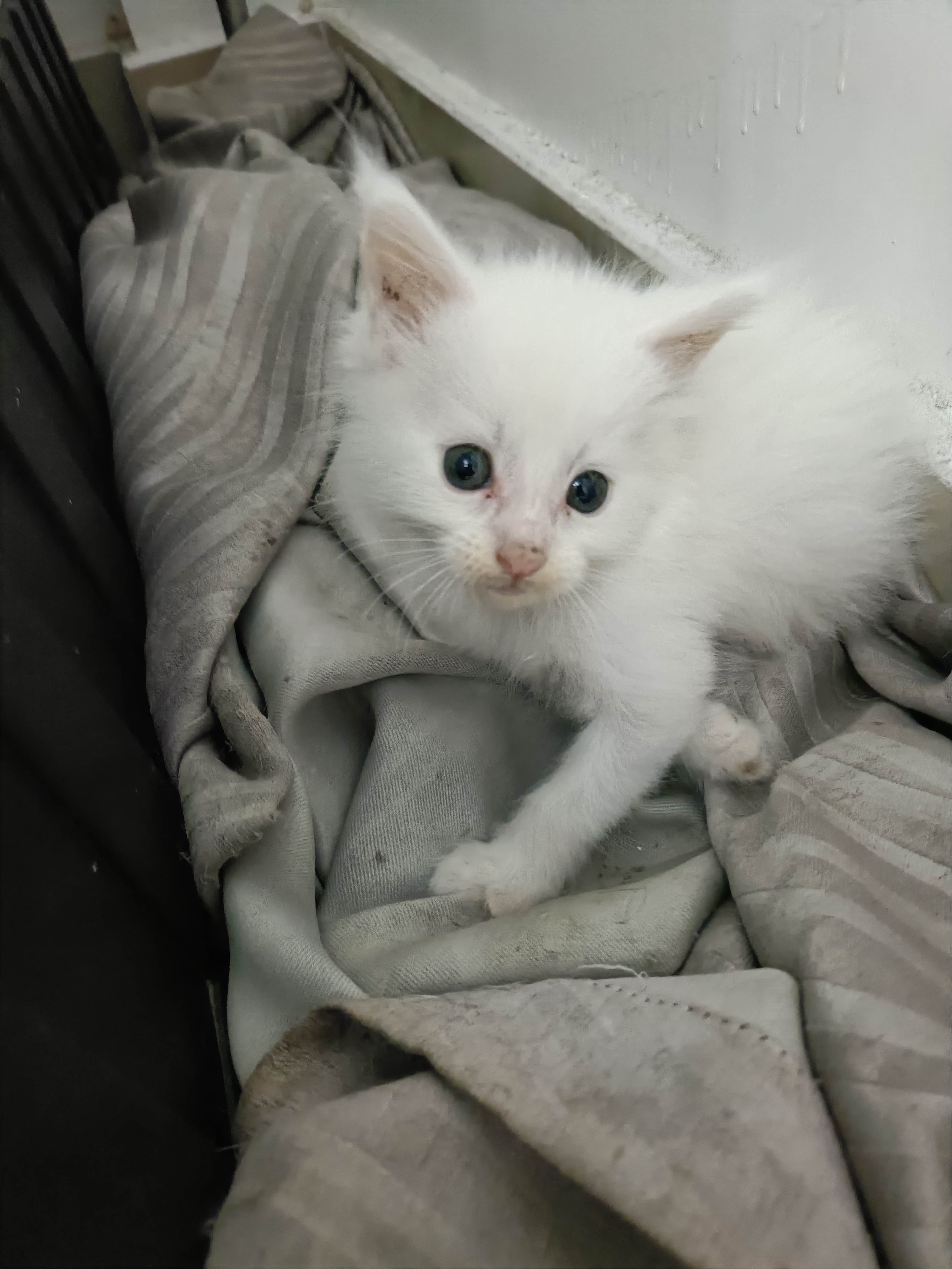 缅因猫